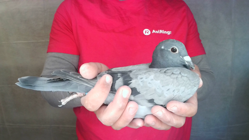 Pigeon image