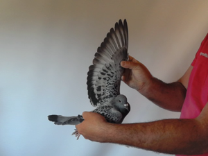 Pigeon image