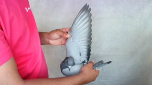 Pigeon image