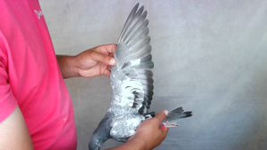 Pigeon image