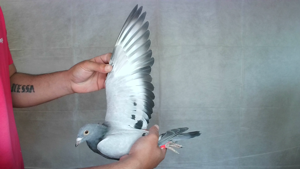 Pigeon image