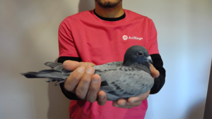 Pigeon image