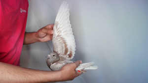 Pigeon image