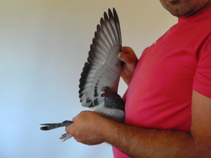 Pigeon image