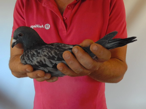 Pigeon image
