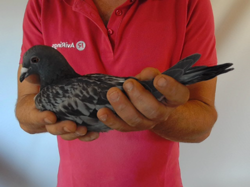 Pigeon image