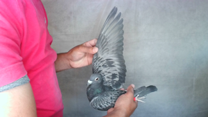 Pigeon image
