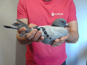 Pigeon image