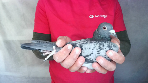 Pigeon image