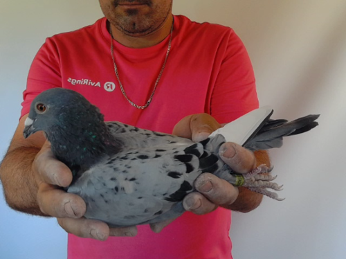 Pigeon image