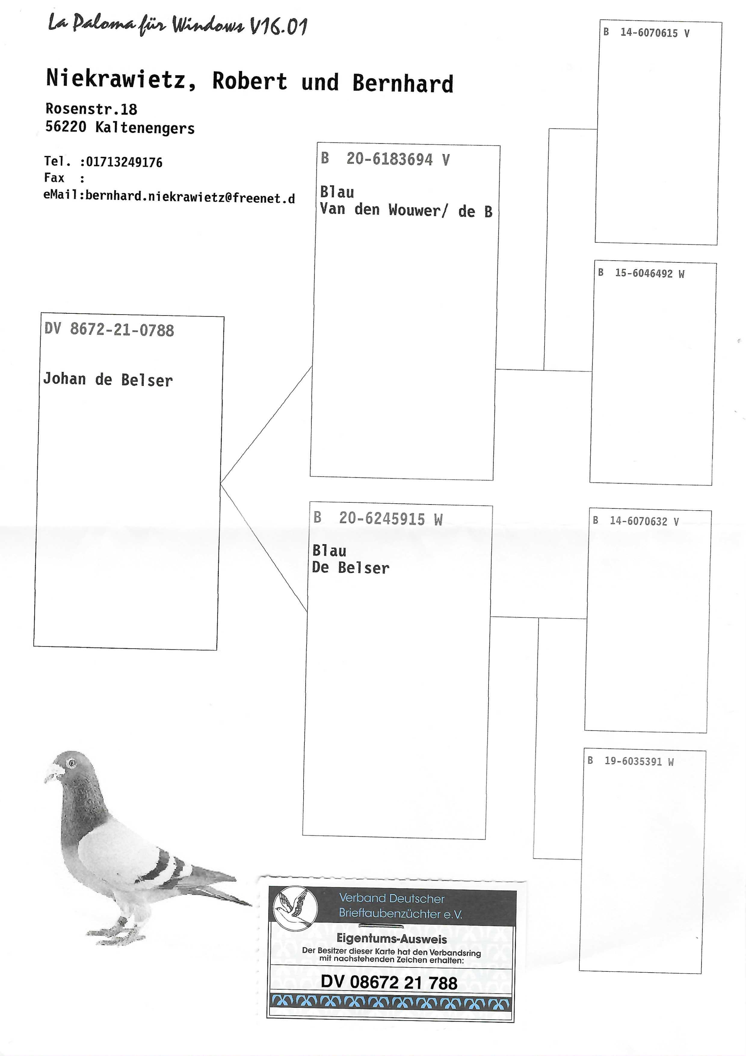 Pigeon pedigree image
