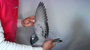 Pigeon image