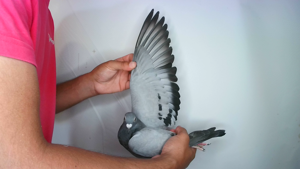 Pigeon image