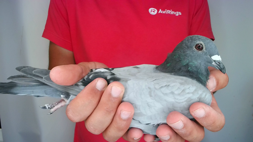 Pigeon image