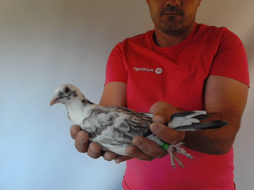 Pigeon image