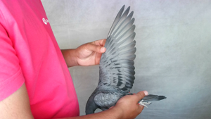 Pigeon image