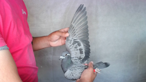 Pigeon image