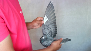 Pigeon image