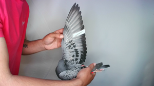 Pigeon image