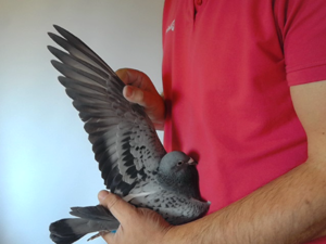Pigeon image
