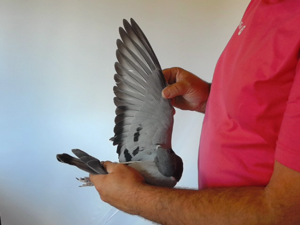 Pigeon image