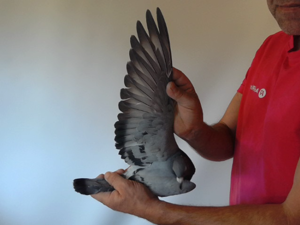 Pigeon image