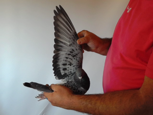 Pigeon image