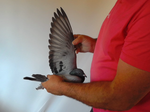 Pigeon image