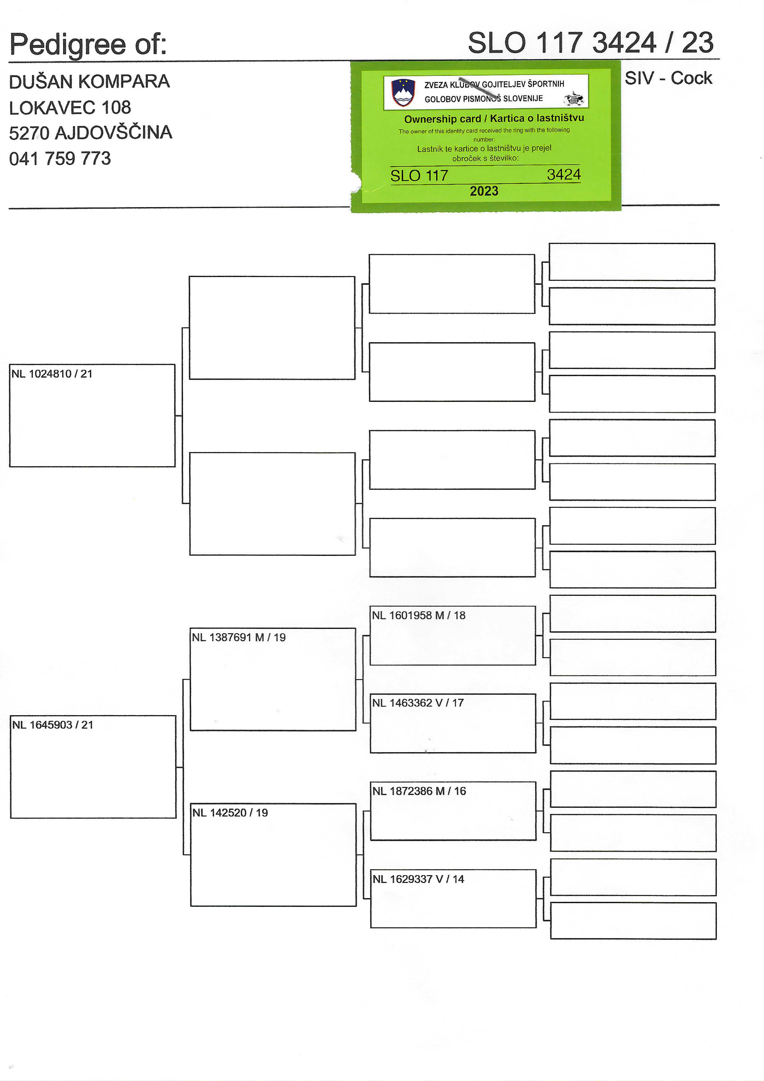 Pigeon pedigree image