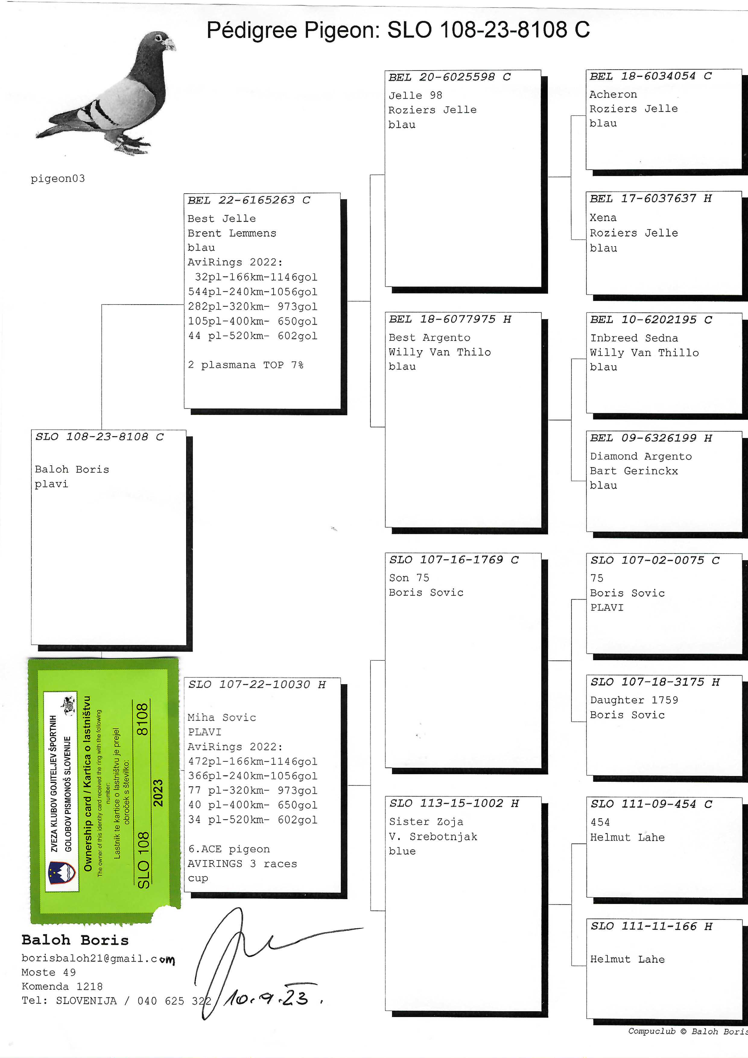 Pigeon pedigree image