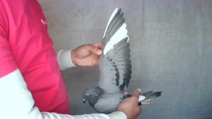 Pigeon image