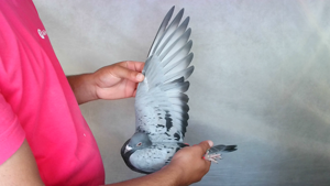 Pigeon image
