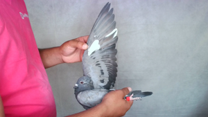 Pigeon image
