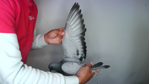 Pigeon image