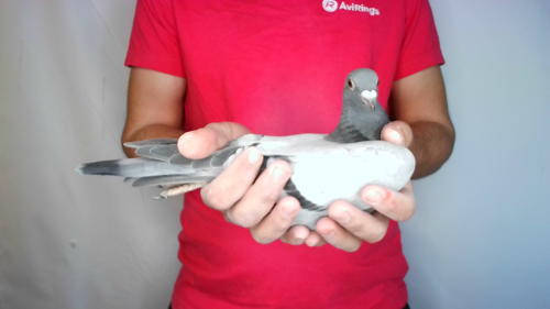Pigeon image