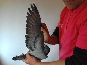 Pigeon image