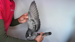 Pigeon image