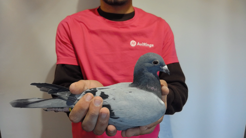 Pigeon image