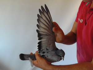 Pigeon image