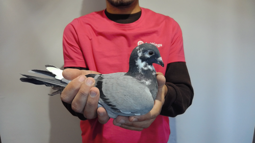 Pigeon image