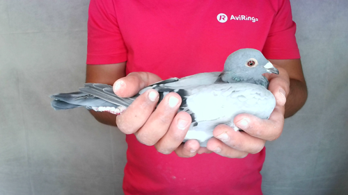 Pigeon image