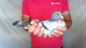 Pigeon image