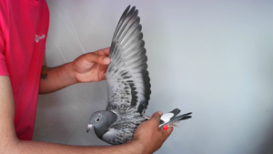 Pigeon image