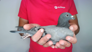 Pigeon image