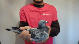 Pigeon image