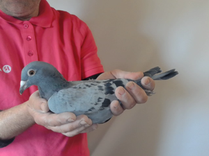 Pigeon image