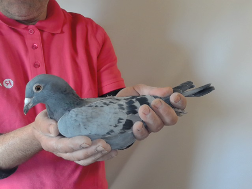 Pigeon image