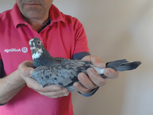 Pigeon image