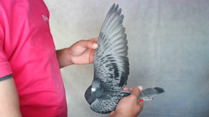 Pigeon image