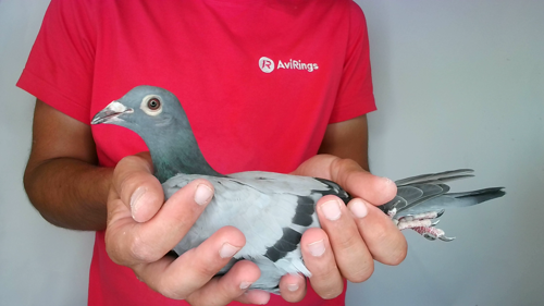 Pigeon image